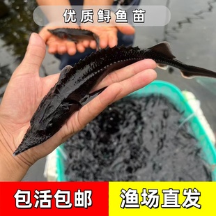 鲟鱼苗鲟龙软骨鱼尖嘴鲟鱼苗西杂鲟中华淡水冷水养殖大体型食用鱼