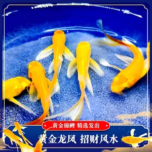 鱼苗观赏鱼金鱼活鱼黄金锦鲤小金鱼活冷水草金小型淡水耐活懒人鱼