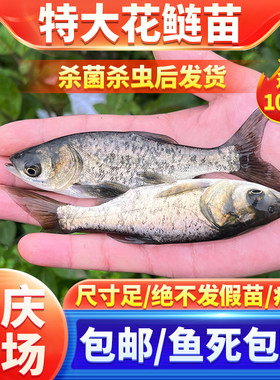 花鲢鲢鳙鱼苗冷淡水养殖食用
