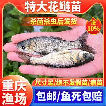 花鲢鱼苗白莲鱼苗大头鱼苗超大鲢鳙胖头鱼苗淡水养殖食用净水鱼苗