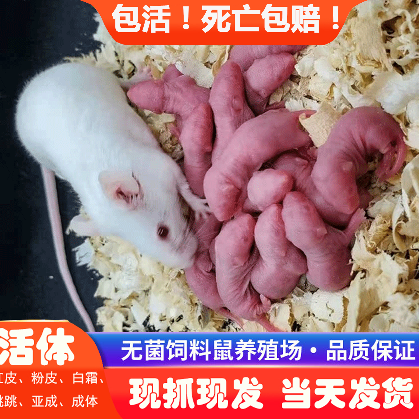 包活无菌冷冻小白鼠宠物蛇乳鼠喂猫吃红皮泡酒老鼠仔耗子幼崽