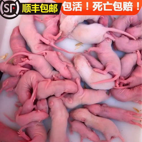 顺丰包活小白鼠幼崽乳鼠