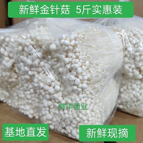 产地直发新鲜5斤大包装鲜金针菇蔬菜食用菌火锅凉菜食材