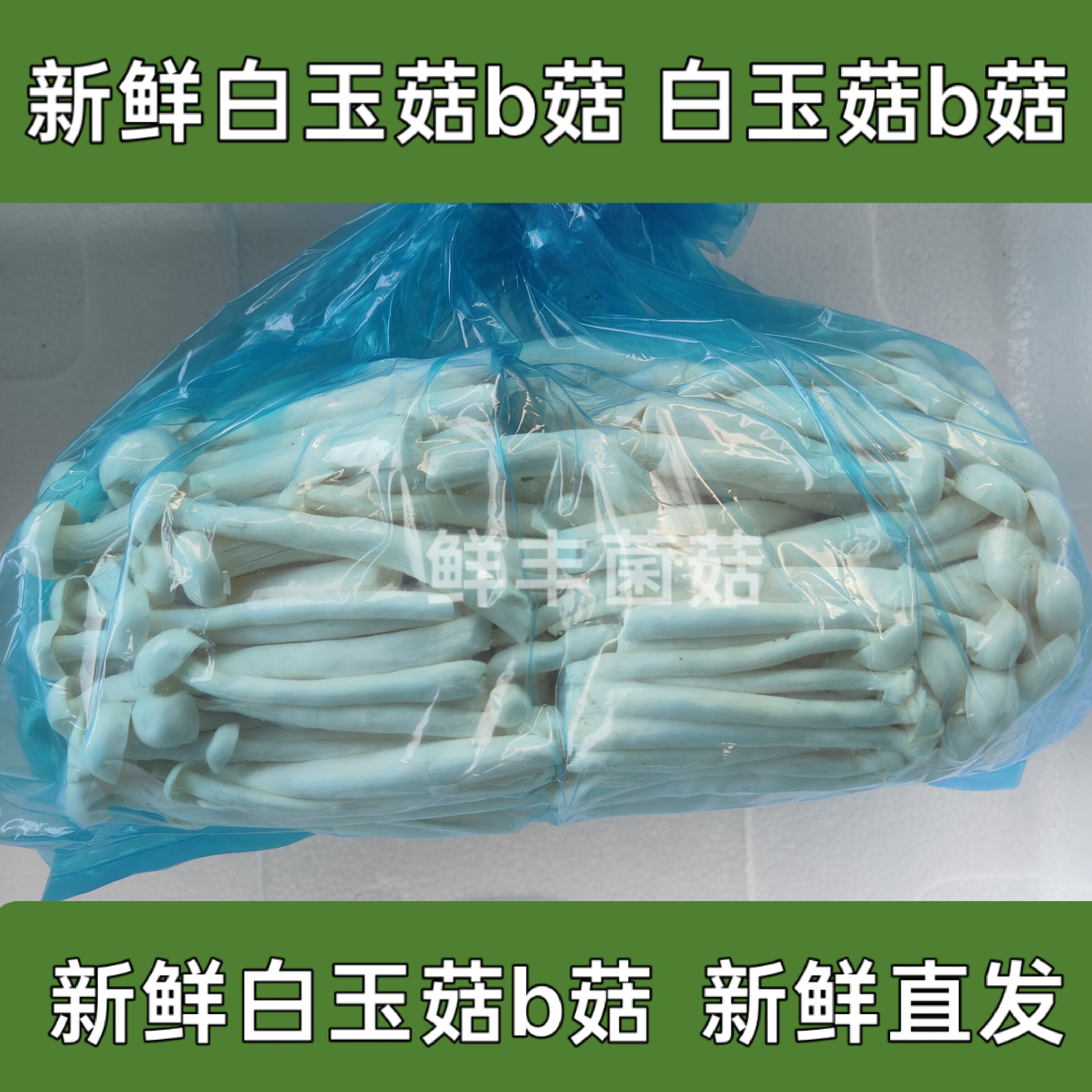 新鲜白玉菇B菇源产地直发4斤大包装新鲜白玉菇
