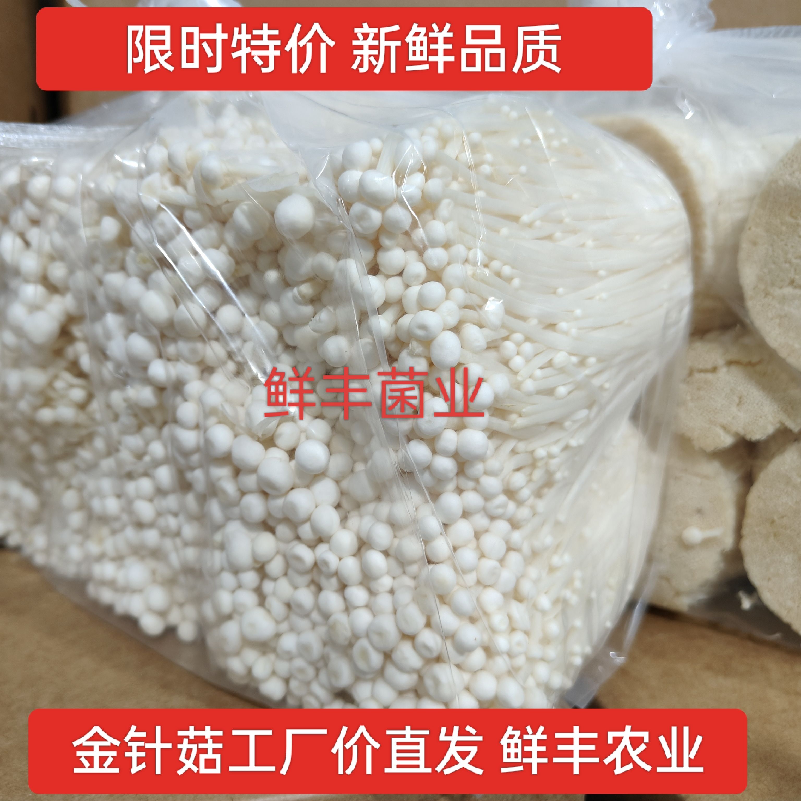 金针菇基地直发新鲜5斤大包装鲜金针菇蔬菜食用菌火锅凉菜食材