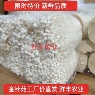 金针菇基地直发新鲜5斤大包装鲜金针菇蔬菜食用菌火锅凉菜食材
