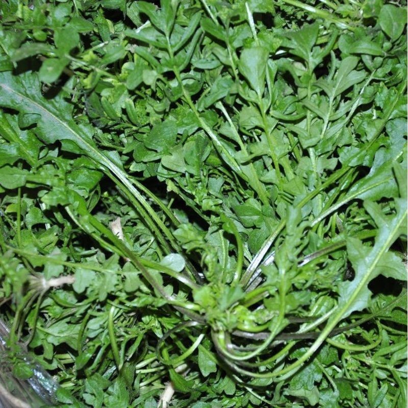 荠菜种子野生芨芨菜籽四季种孑阳台耐寒蔬菜种籽春天菜种春季野菜