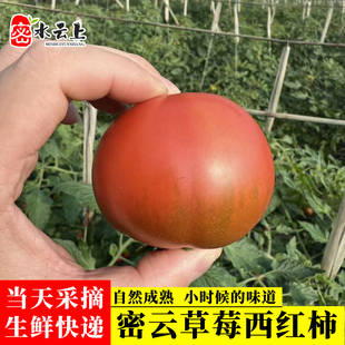 北京密云本地草莓西红柿水果番茄酸甜多汁自然熟生吃北京次日达