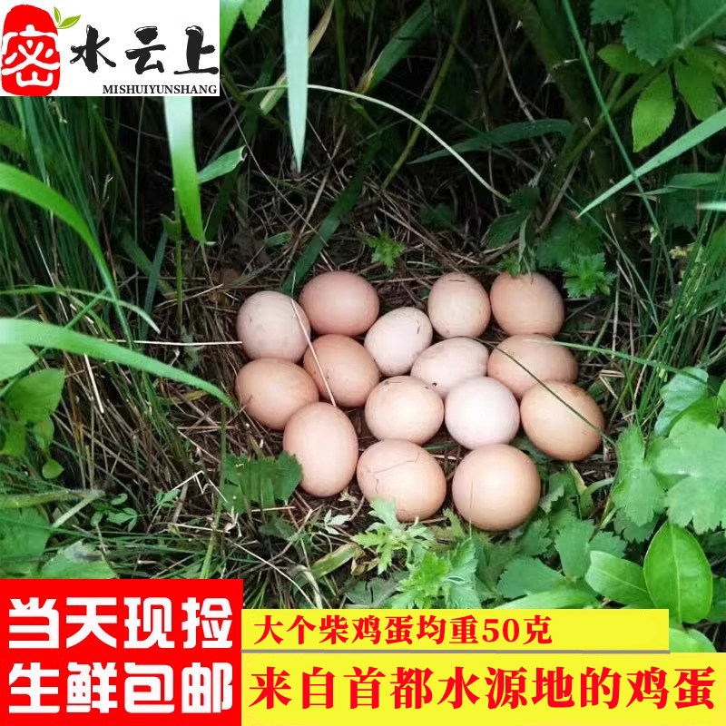 北京密云正宗农家散养油鸡蛋新鲜当天现捡柴鸡蛋五谷杂粮月子鸡蛋