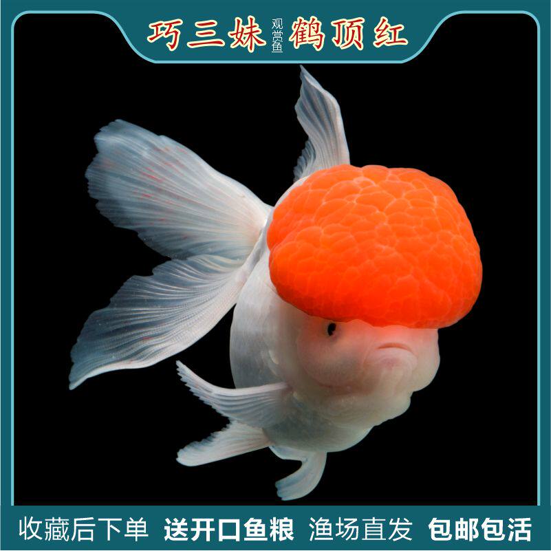 鹤顶红观赏鱼丹顶红狮子头金鱼活体淡水鱼珍珠兰寿蝶尾冷水鱼活体