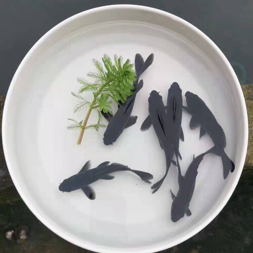 淡水观赏鱼黑锦新手好养小型