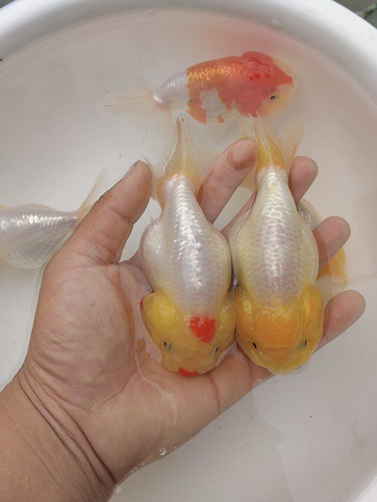 精品菠萝头猫狮/红白猫狮/娃娃脸兰寿金鱼活体包活包邮