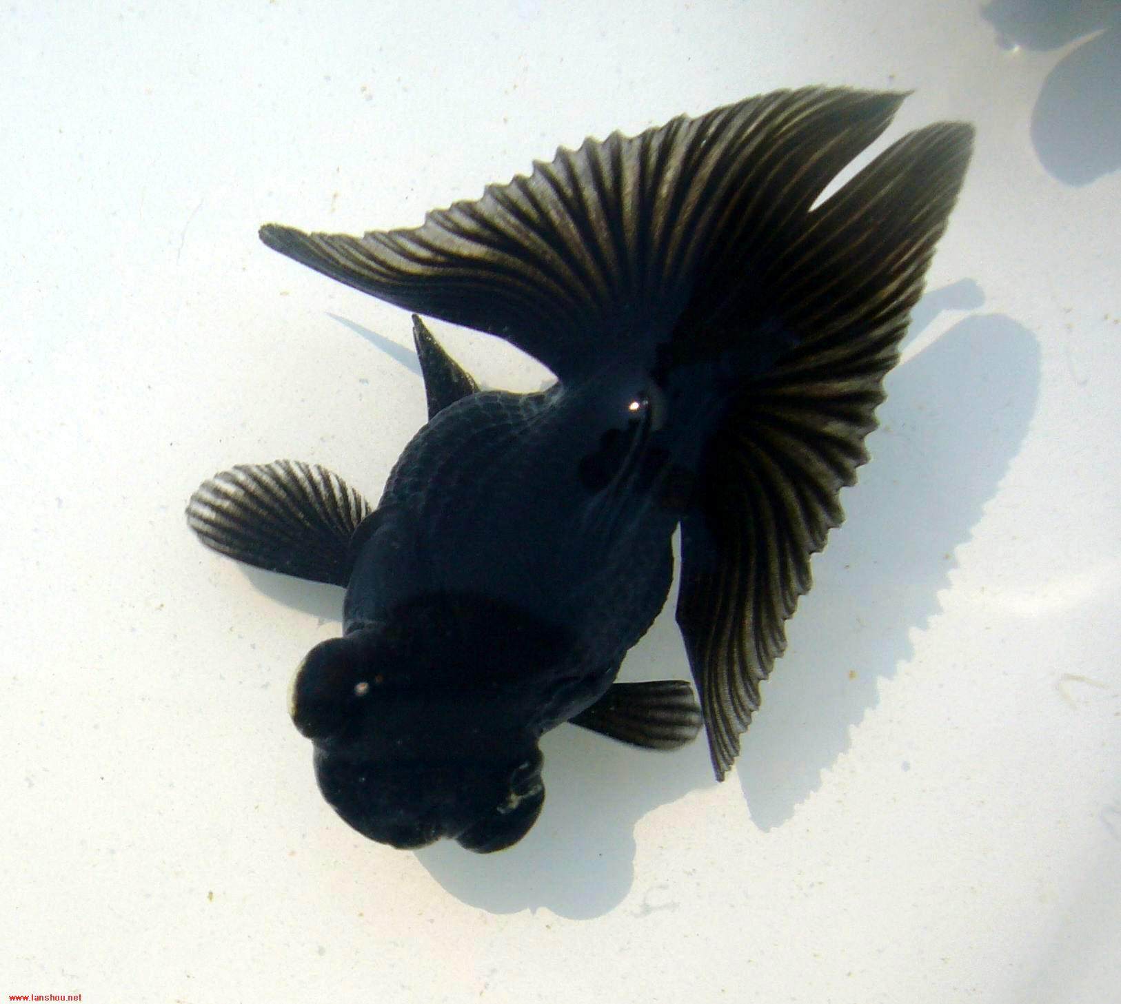 金鱼活体精品黑蝶尾 五花蝶尾 观赏金鱼招财鱼冷水鱼包活到手