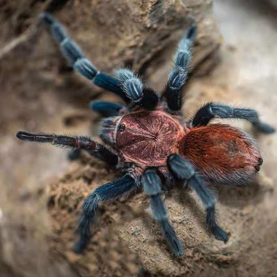 墨西哥帕帕蓝腿宠物蜘蛛自家繁殖3L幼体包邮保证质量