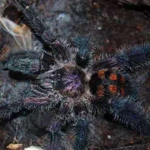 哥伦比亚紫粉趾1厘米大幼体蜘蛛温顺粉趾