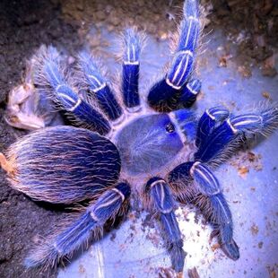 哥斯达黎加斑马脚蓝色种 宠物蜘蛛新手上路