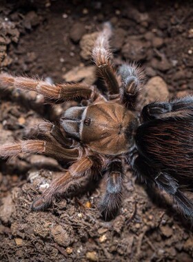 APH属 墨西哥黑钻石宠物蜘蛛0.5-3cm苗子 稀有收藏品种温顺可上手