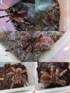 玻利维亚红尾3龄苗子宠物活体大型Ac属捕鸟蛛