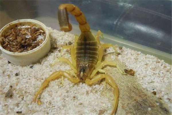以色列金蝎 LQ沙漠蝎活体爬虫宠物蝎子黑粗尾蝎
