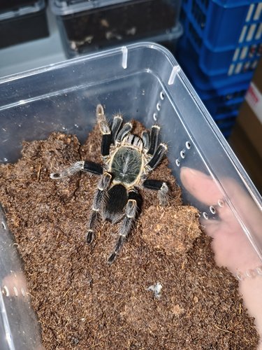 越南低地翡翠细腿Ornithoctoninae black femur蜘蛛