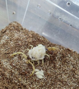 青玉粗尾蝎(深色系)Parabuthus raudus  沙漠蝎  宠物蝎