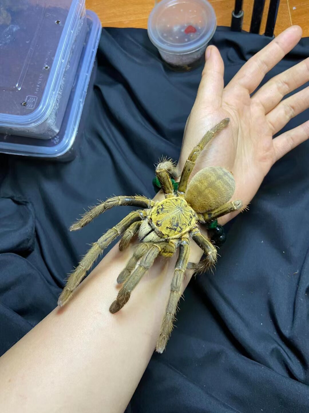 bakan越南皇帝地老虎收藏品种地老虎2-3厘米宠物活体蜘蛛凶猛