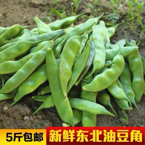豆角 油豆角 东北油豆角 15.8元/1斤 五斤包邮