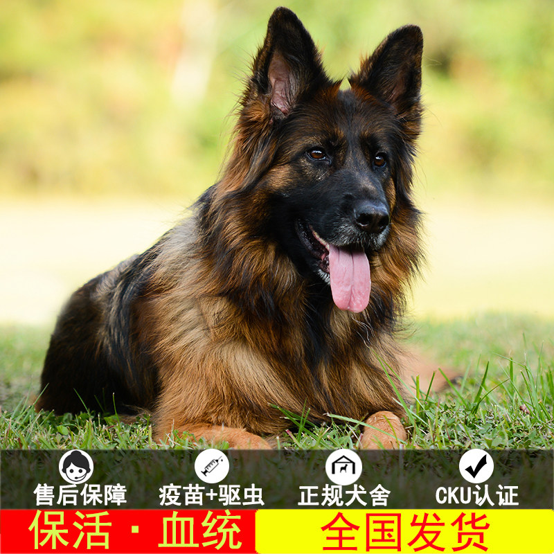 德牧幼犬纯种 宠物狗活体幼体德牧犬幼体 德国牧羊犬