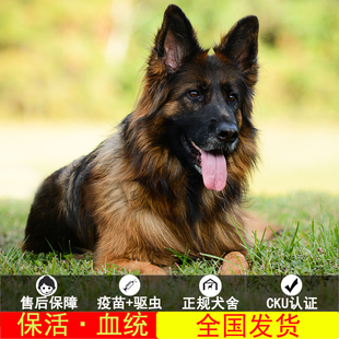 德牧幼犬纯种 宠物狗活体幼体德牧犬幼体 德国牧羊犬