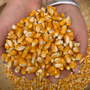 干玉米粒大颗粒玉米籽鸽子鸡鸭鸟鸽子饲料玉米粒打窝鱼饵5斤包邮