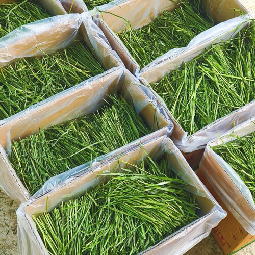 26年现货提摩西干草段叶多烘干5A箱装龙猫荷兰猪用品毛重两斤包邮