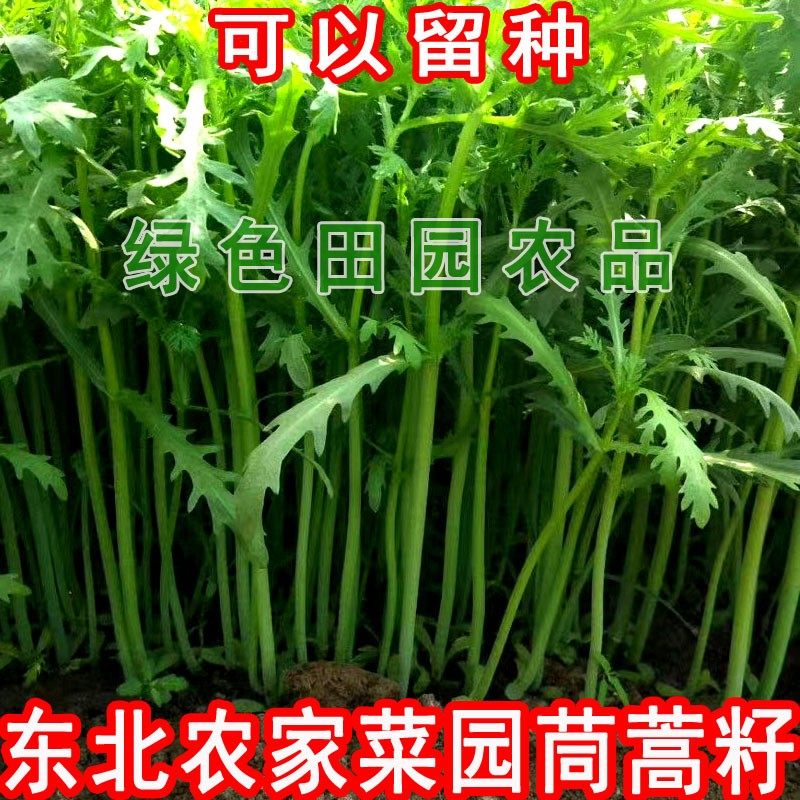 东北农家菜园藤蒿籽 散装精选  阳台庭院大地种植 茼蒿籽20克