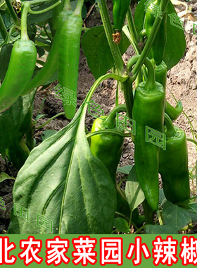 东北农家菜园小辣椒籽散装精选辣妹子晒红辣椒 小辣椒籽10克