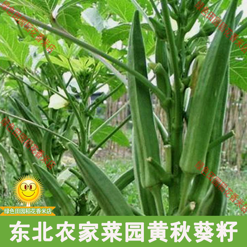 东北农家菜园秋葵籽 散装精选可留种 阳台菜园 黄秋葵籽10克