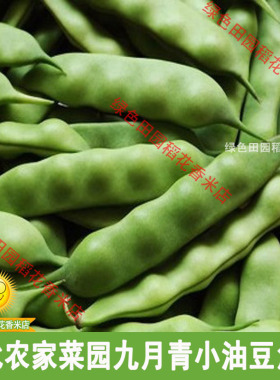 东北农家菜园小油豆角籽 散装可留种 九月青小油豆角籽50g