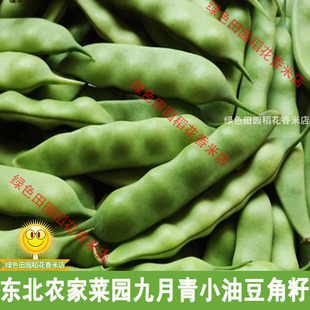 九月青小油豆角籽50g 可留种 散装 东北农家菜园小油豆角籽