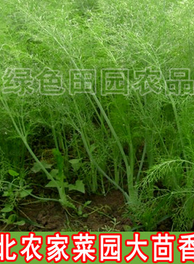 东北农家菜园大茴香籽 散装精选阳台庭院 可留种 大茴香籽50g