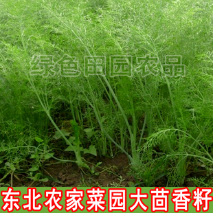 东北农家菜园大茴香籽 散装精选阳台庭院 可留种 大茴香籽50g