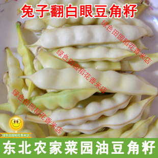 东北农家菜园油豆角籽 散装可留籽 兔子翻白眼豆角籽50克