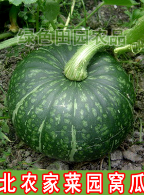 东北农家菜园窝瓜籽 散装精选落花面 谢花面南瓜窝瓜籽10克