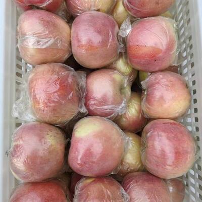 山西丑苹果现摘现发孕妇