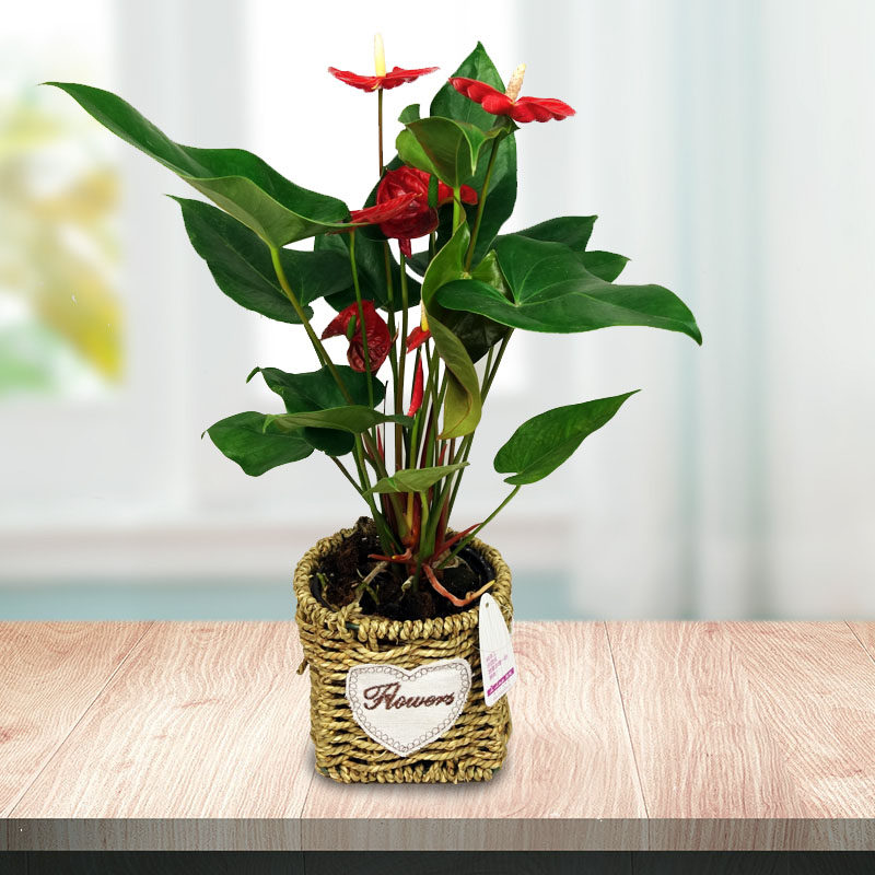 小红掌盆栽带花苞 四季开花植物室内客厅办公室办公桌好养小盆栽