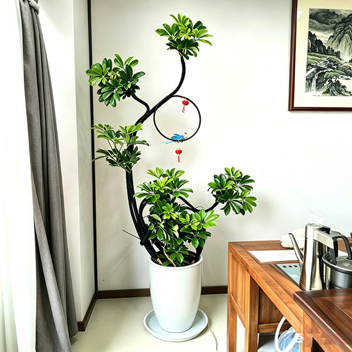 招财树鸭脚木盆栽室内阳台客厅