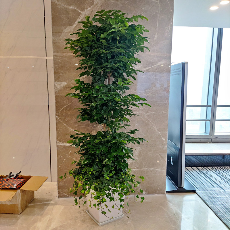 武汉同城大厅前台绿色植物观叶大气茂盛盆栽大型绿宝幸福树富贵树