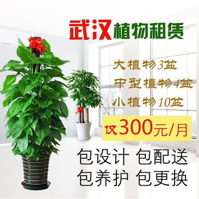 武汉绿植租赁包养护绿植租摆办