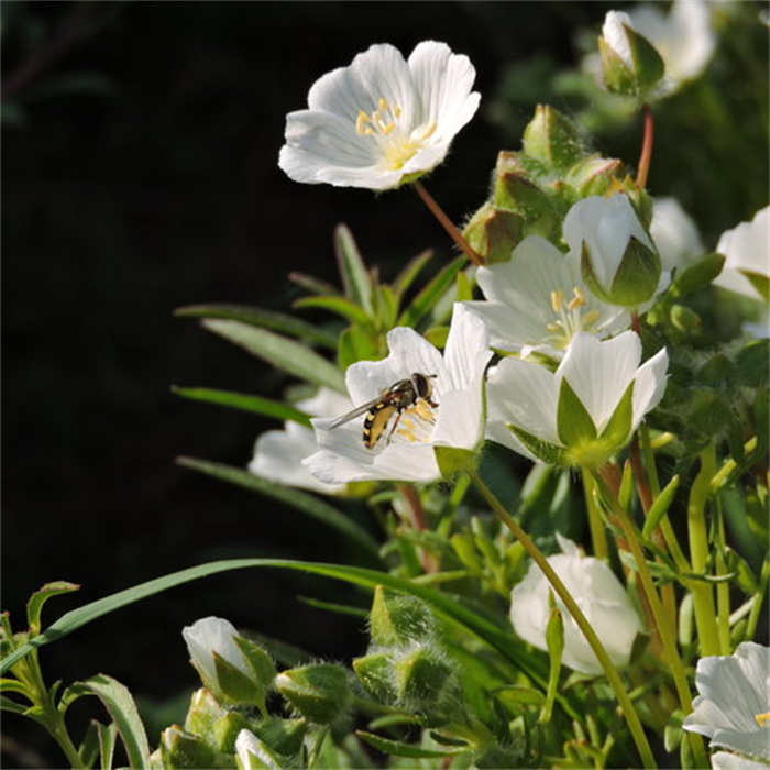 护肤原料-白池花籽油 白芒花籽油 美国meadowfoam seed oil
