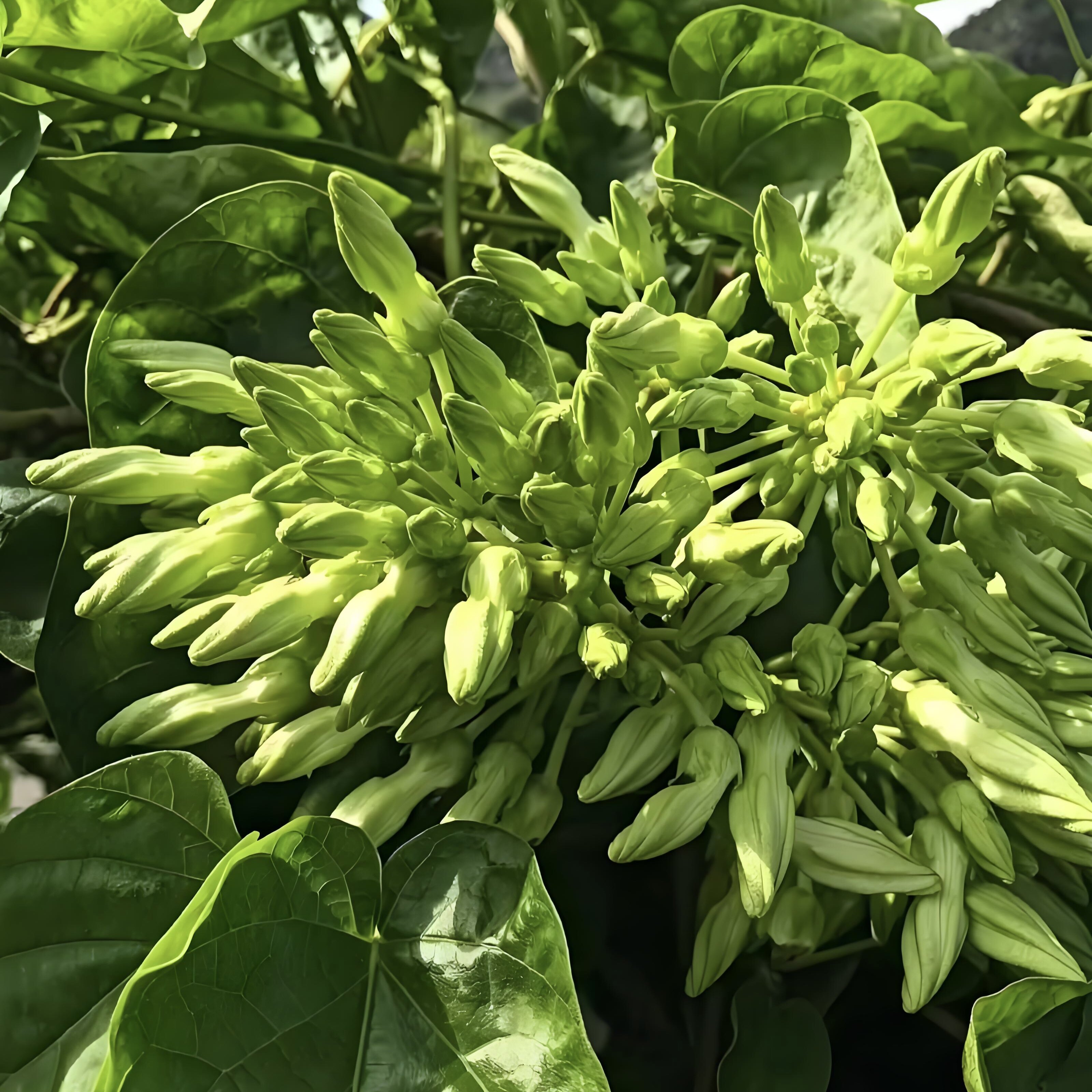 夜香花 云南新鲜夜香花 食用夜兰香月见草应季蔬菜可食用花草空运