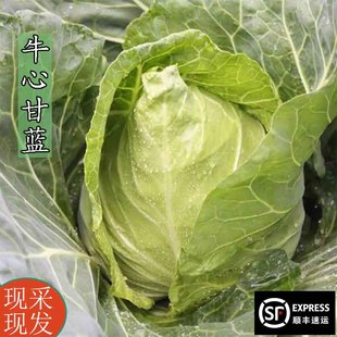 包菜 牛心菜 新鲜甘蓝莲花白菜手撕卷心菜当季青菜包心菜蔬菜包菜