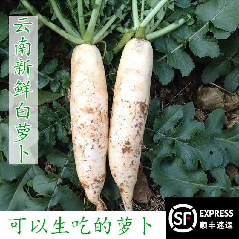 云南白萝卜 白玉萝卜新鲜现挖  农家自种蔬菜 香白萝卜 水果萝卜,水产肉类/新鲜蔬果/熟食,萝卜/胡萝卜,淘宝优惠券,粉丝福利购,淘宝优惠卷