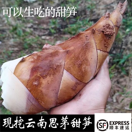 甜笋 云南甜龙笋 新鲜普洱镇沅曼歇坝生吃甜笋 春笋 顺丰空运冷链